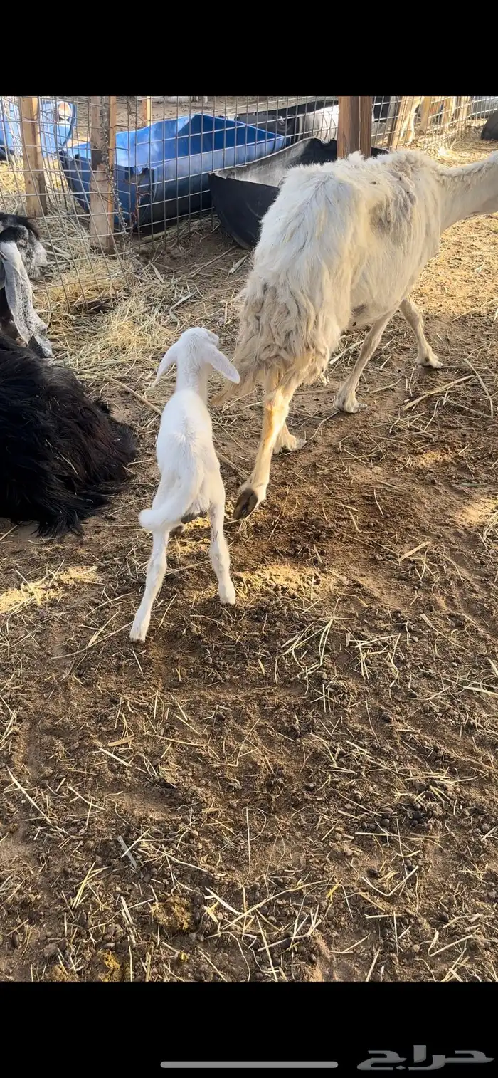 دواغير العدد 2 0