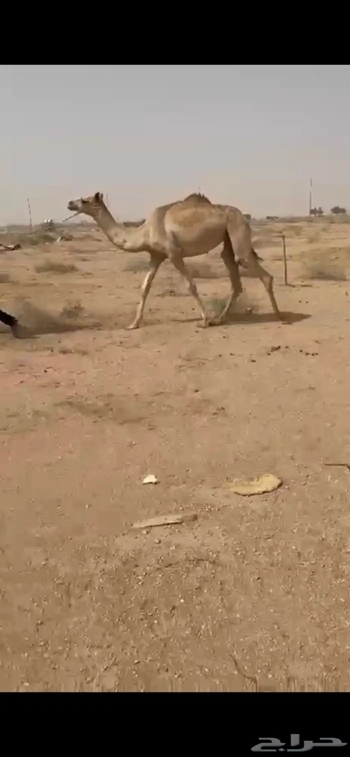 بكره حره 3