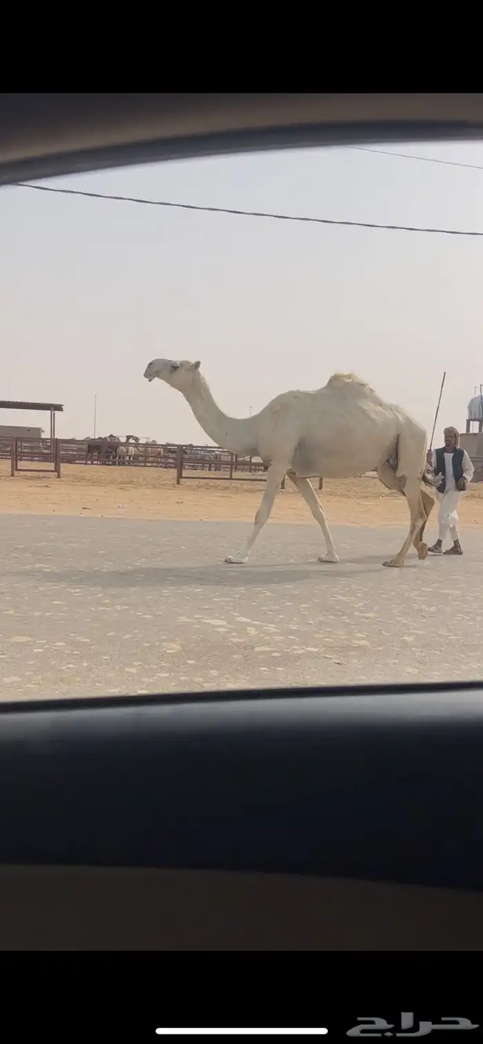 وضحا لقحه طيبه وجايه من ابل طيبه 0
