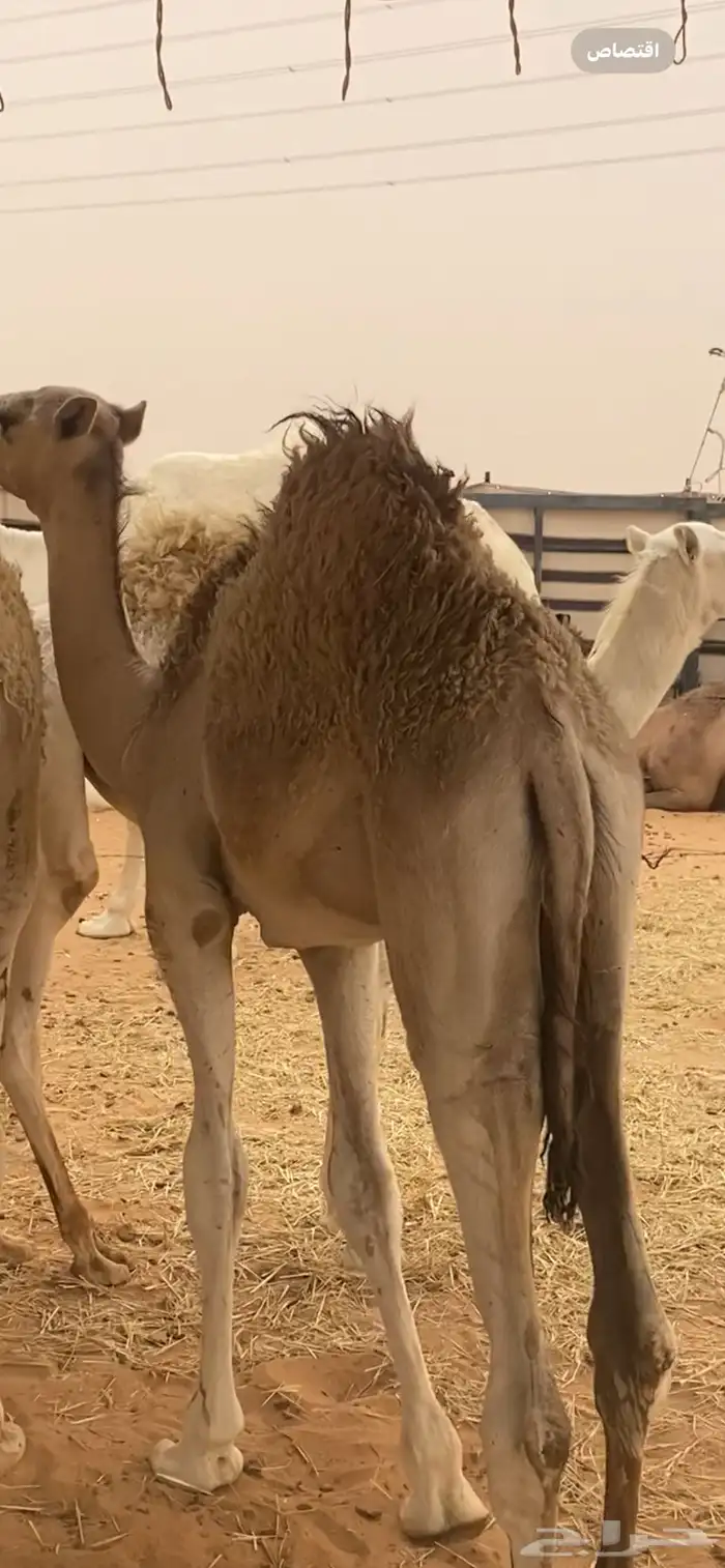 حاشي قصب للبيع 1
