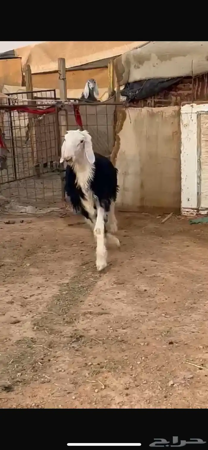 خروف نجدي ططيب الموقع المجمعة 2