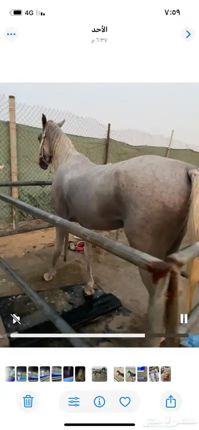 خيل حصان index