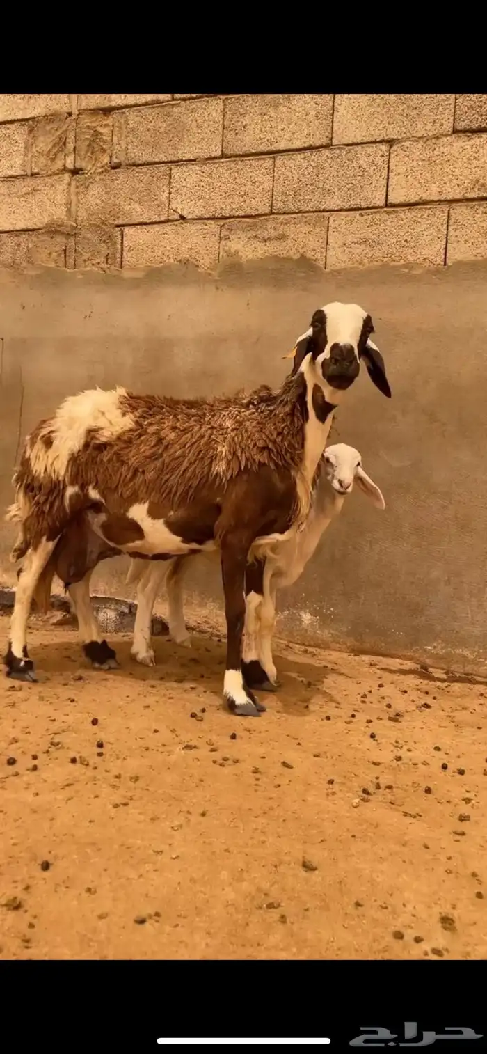 سواكنيه تحتها رخل 1
