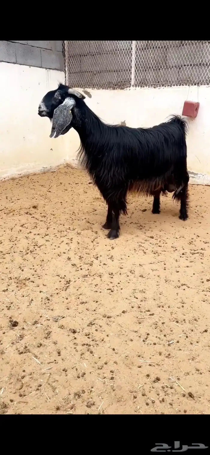 ( تم البيع ) عنز عارضية صنف 1