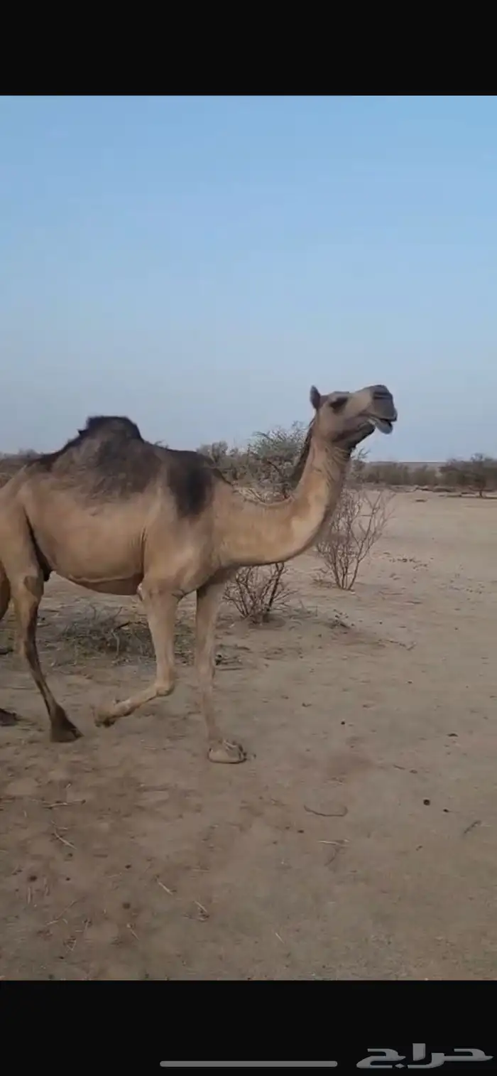 خلفه كفو 3