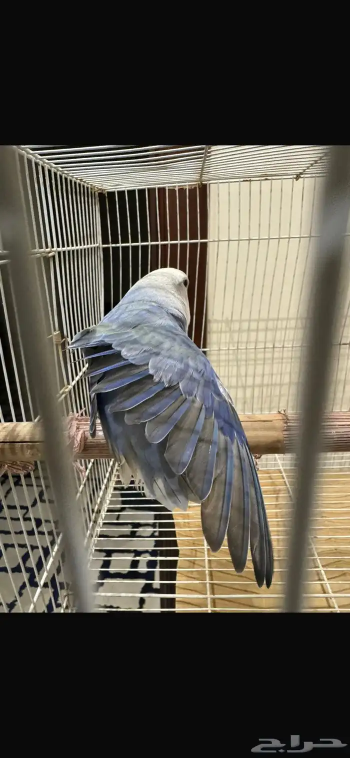 زوج روز منتج 3