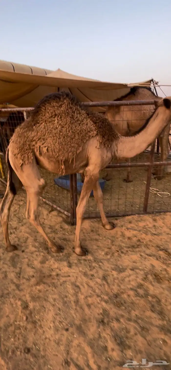 بكره للبيع على حليب 0