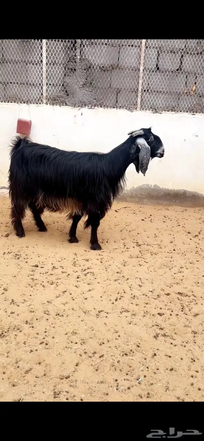 ( تم البيع ) عنز عارضية صنف 2
