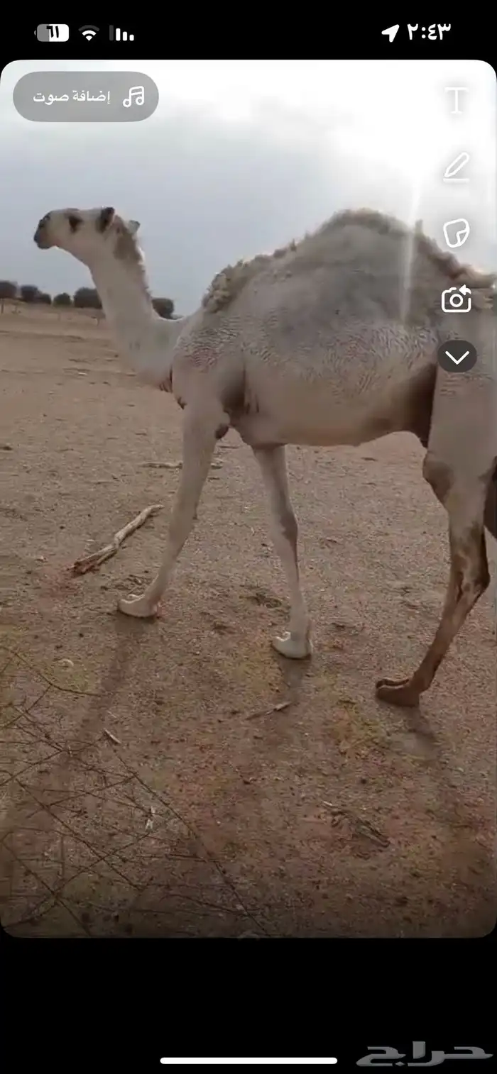 للبيع قعود على البنك بعير السمي اصله طيب 0