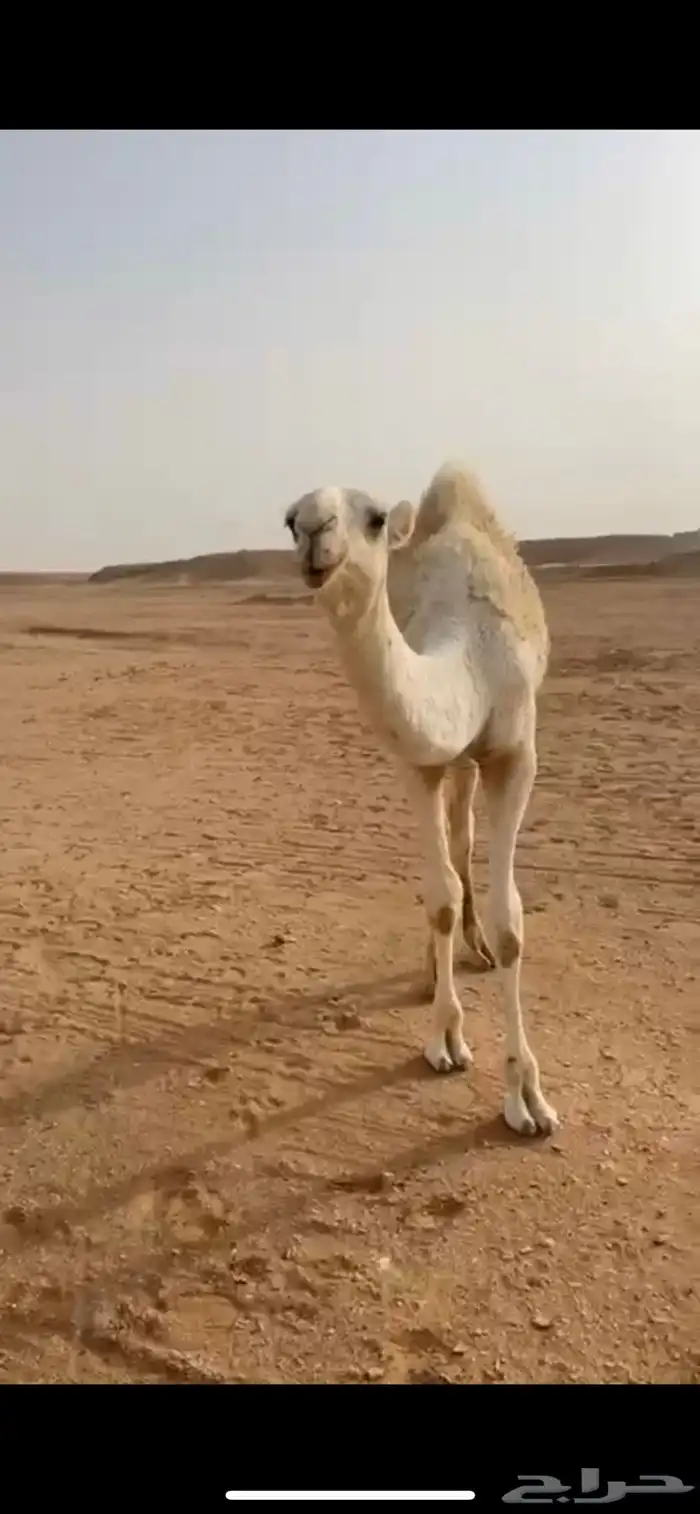 للبيع القعود الكفو الرماني فوق البداوه 0