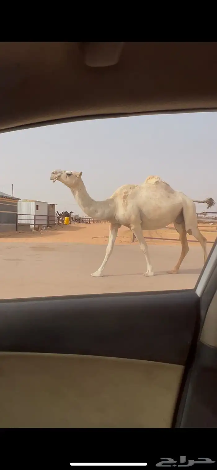 وضحا لقحه طيبه وجايه من ابل طيبه 3