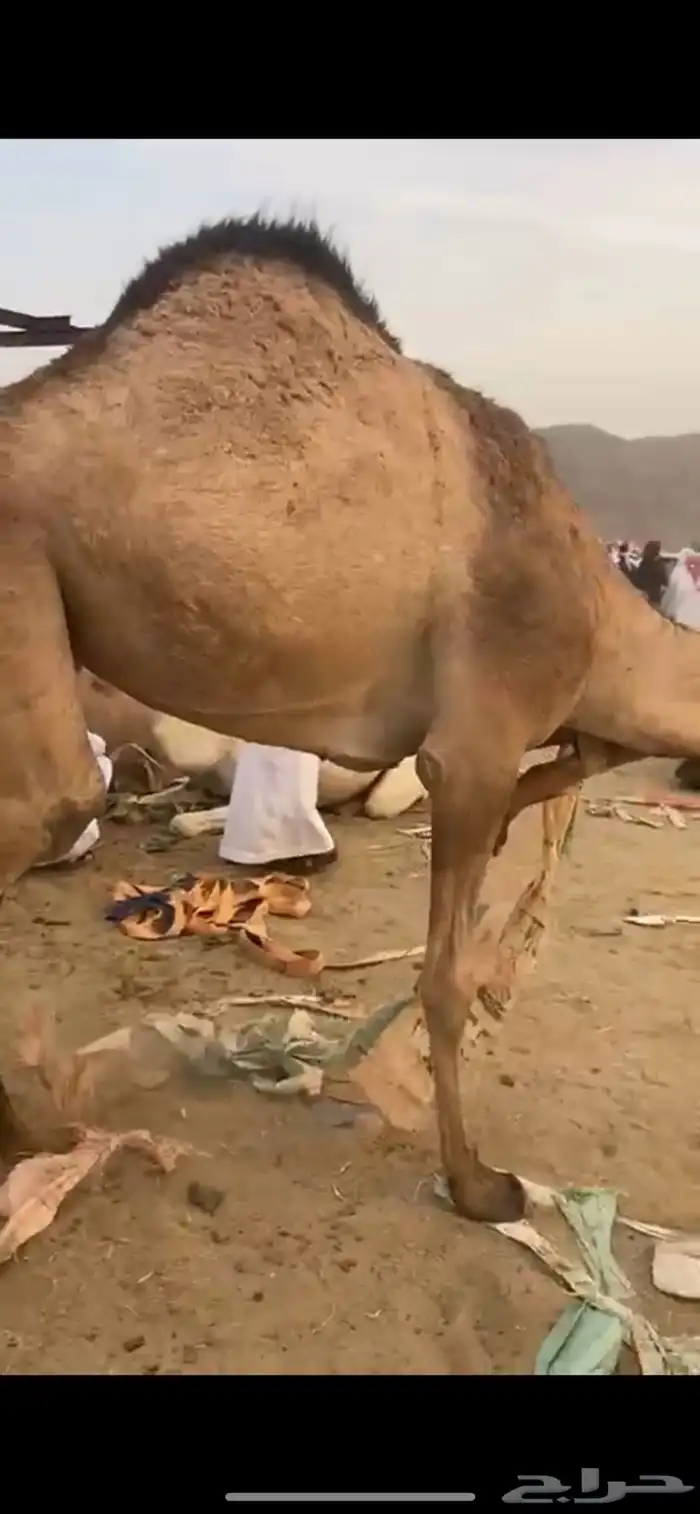 بكره بلدي للبيع مشروطه 1