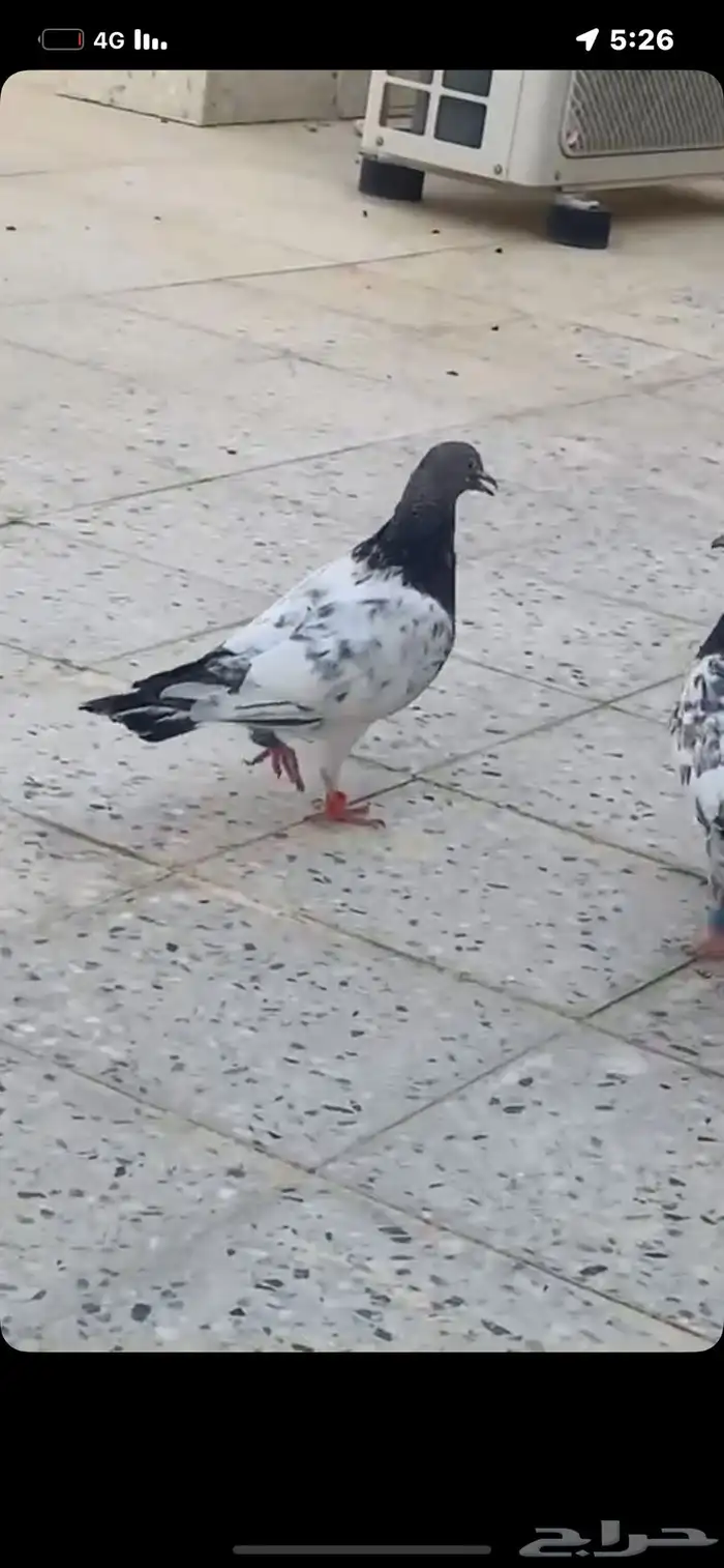 حمام باكستاني 0