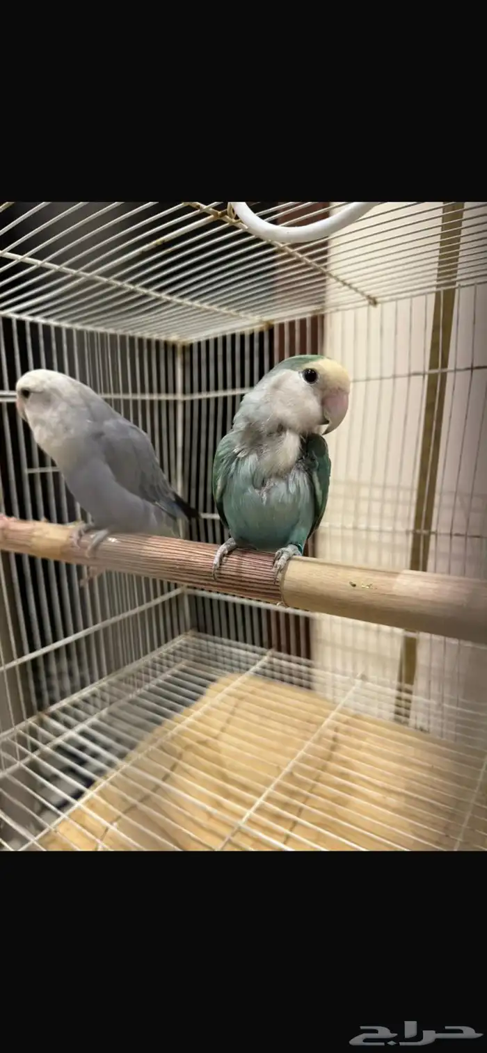 زوج روز منتج 2