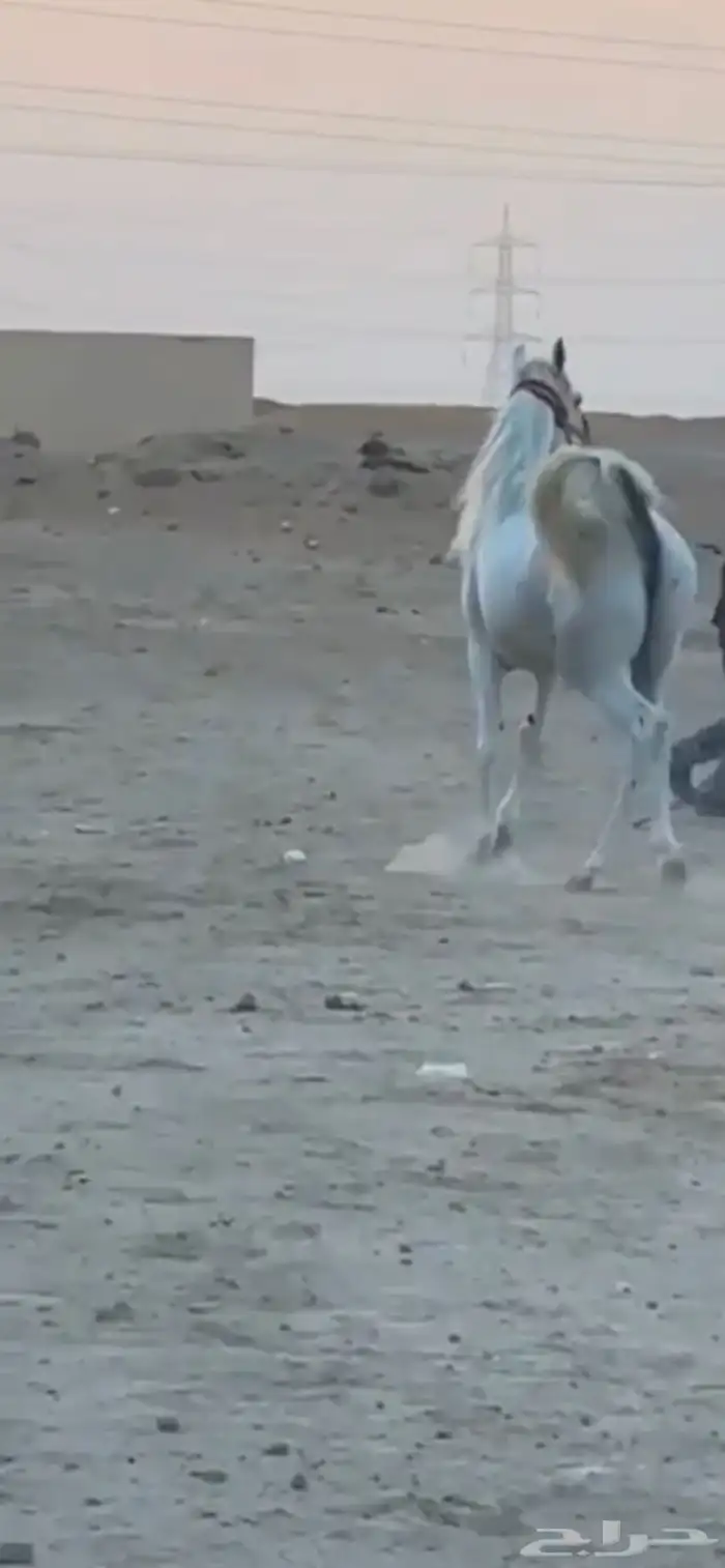 مهره عربيه شعبيه طيبه 4