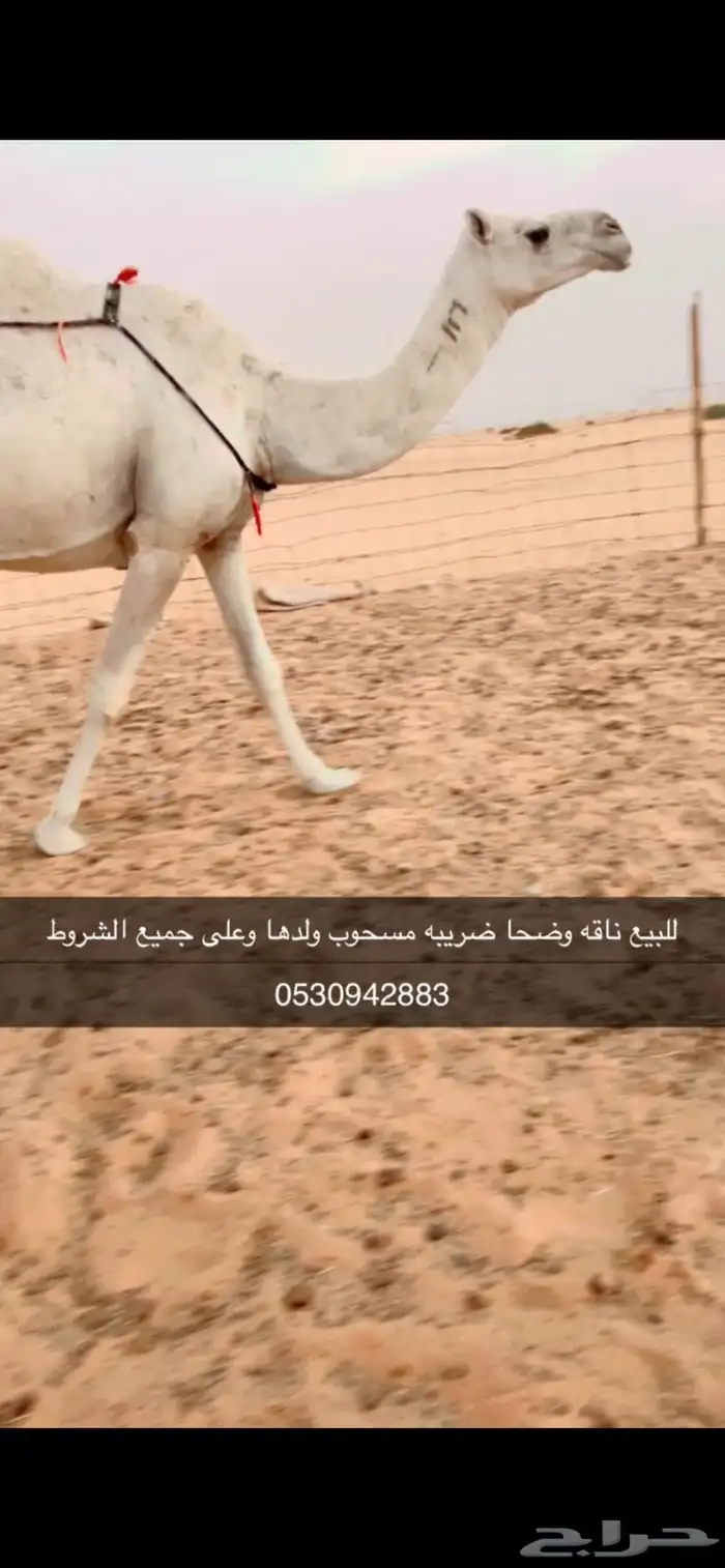 للبيع ناقه وضحا كفو ضروبه تو سحبت ولدها وعلى جميع الشروط 0