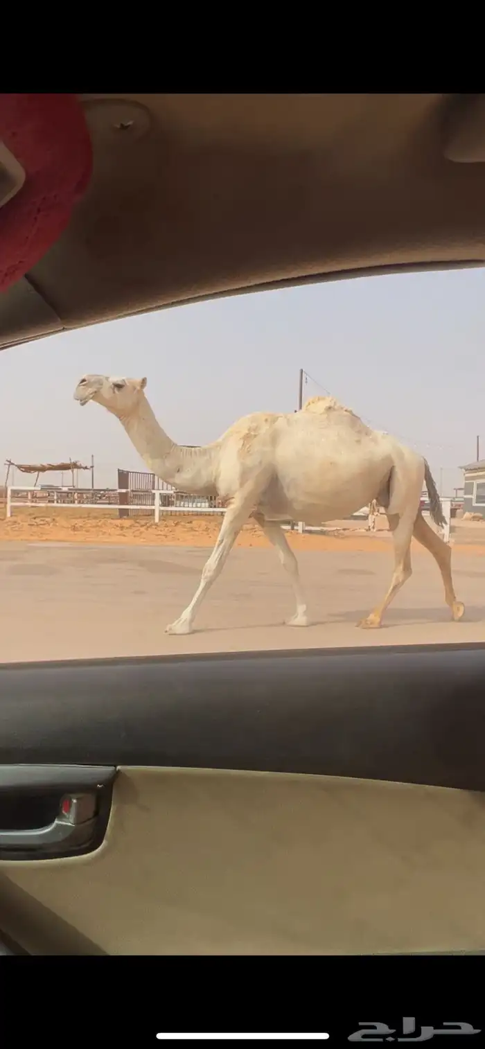 وضحا لقحه طيبه وجايه من ابل طيبه 2