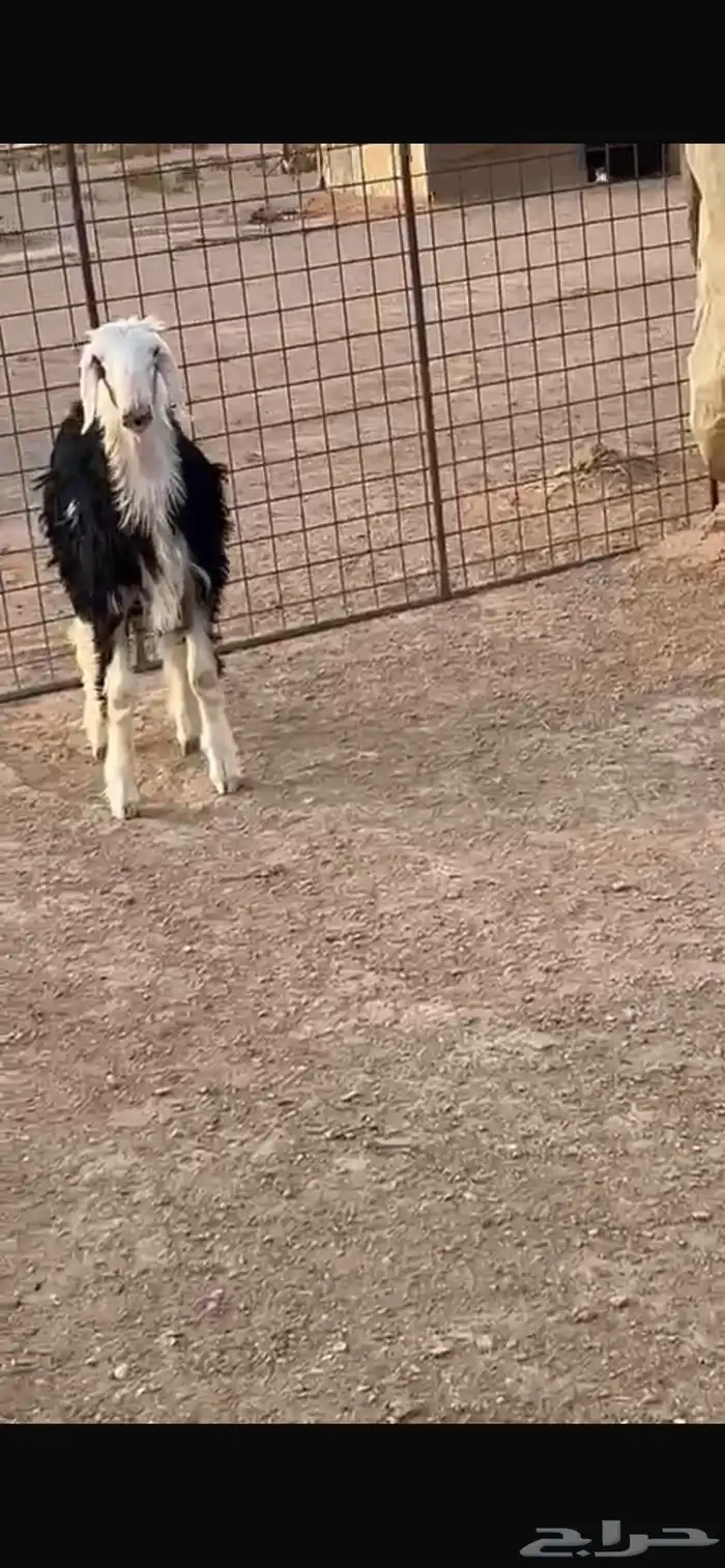 خروف نجدي ططيب الموقع المجمعة 3