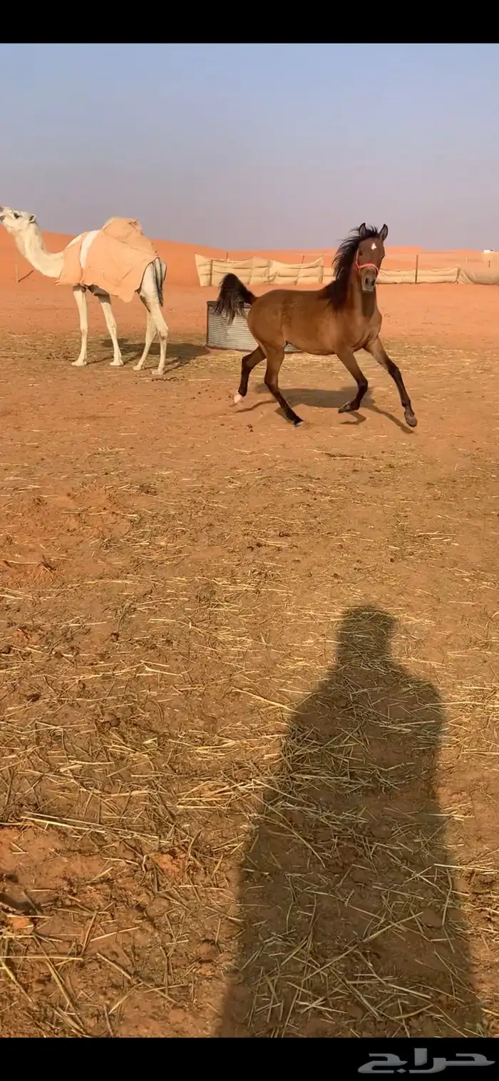 مهره عربيه شعبيه طيبه 0
