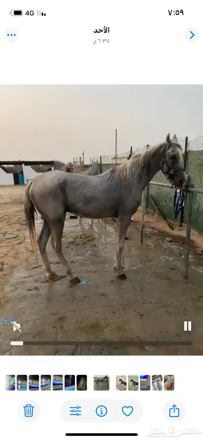 خيل حصان index
