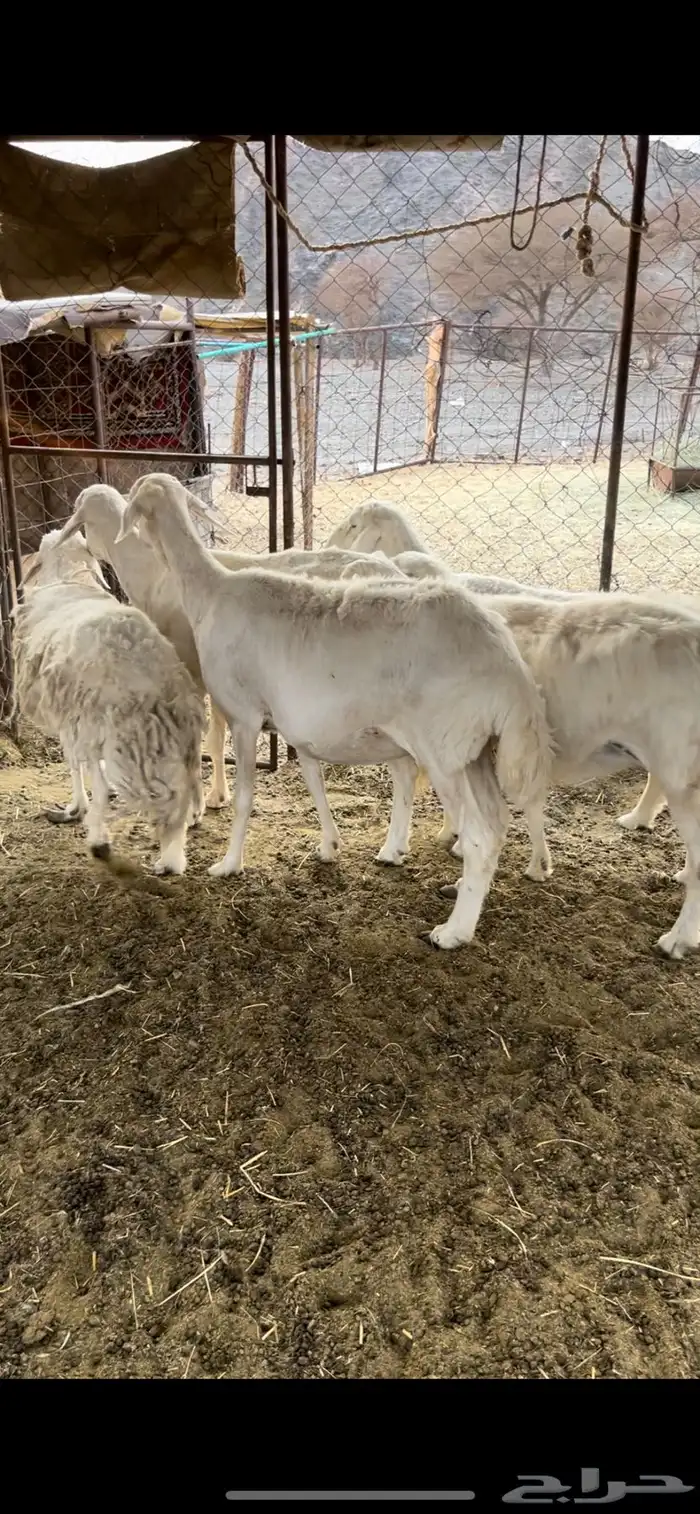 شياه حريات 0