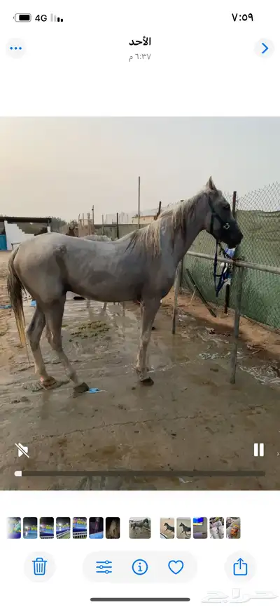 خيل حصان index