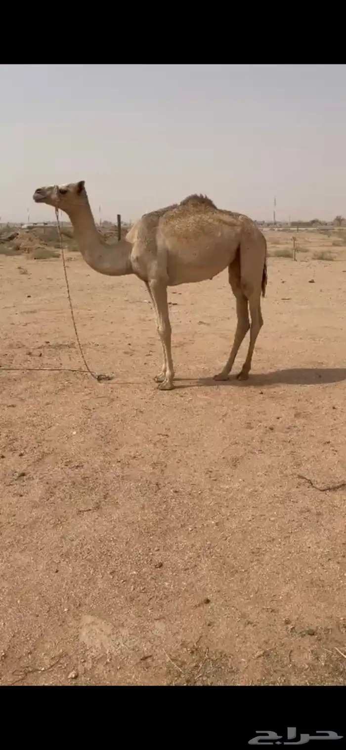 بكره حره 1