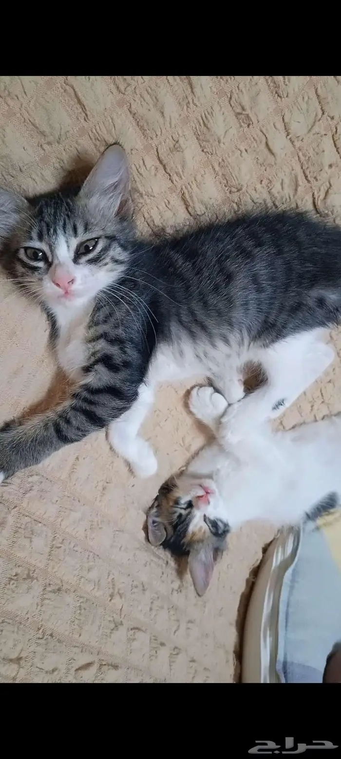 قطط إناث صغيرة للتبني 2