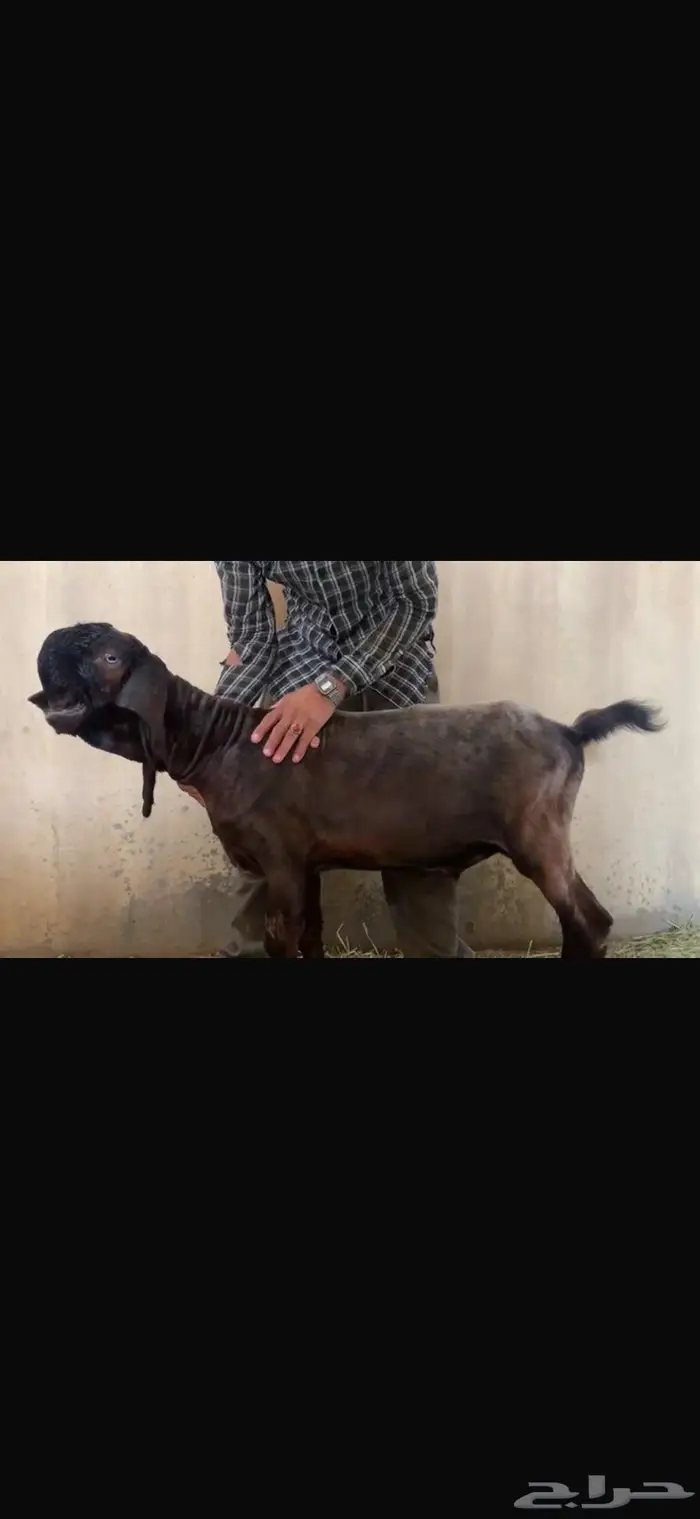 تيس صنف 2