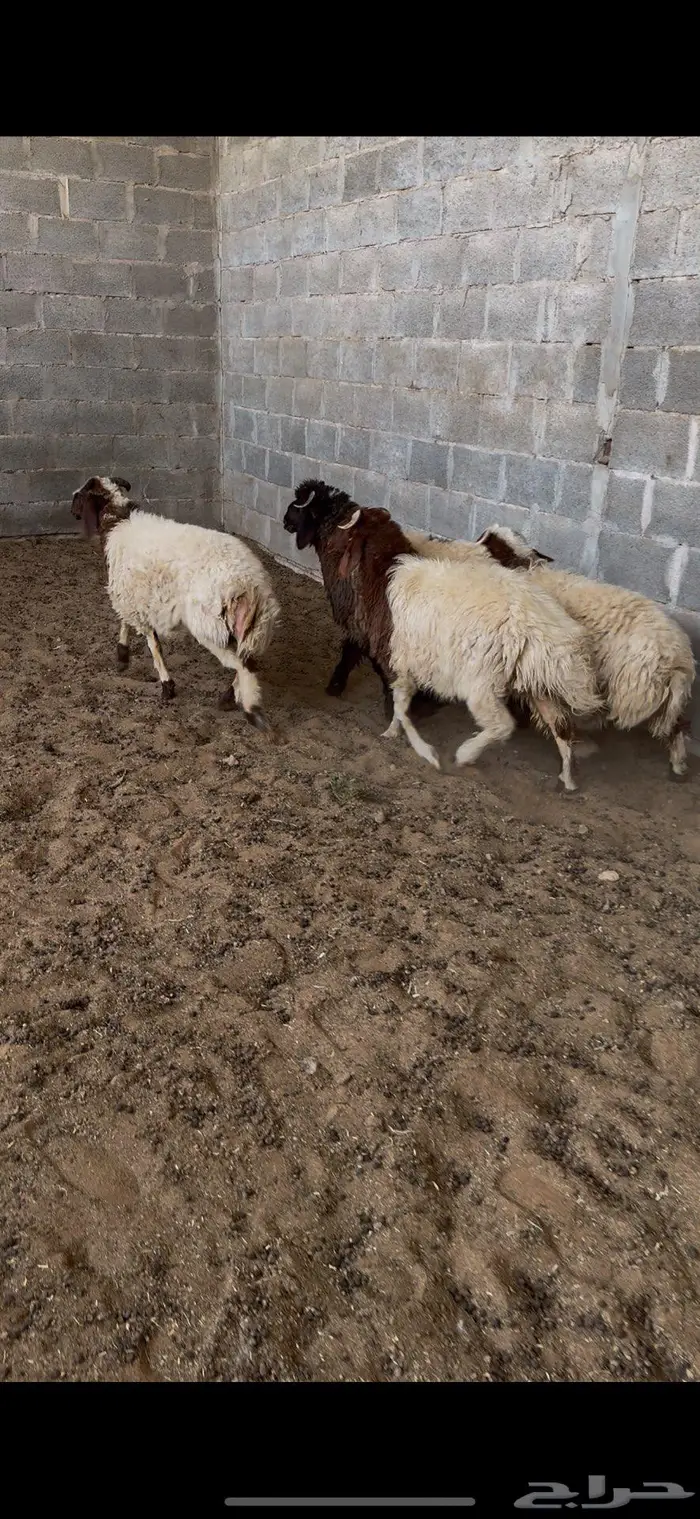 4 طليان نعيم مغلقه 0