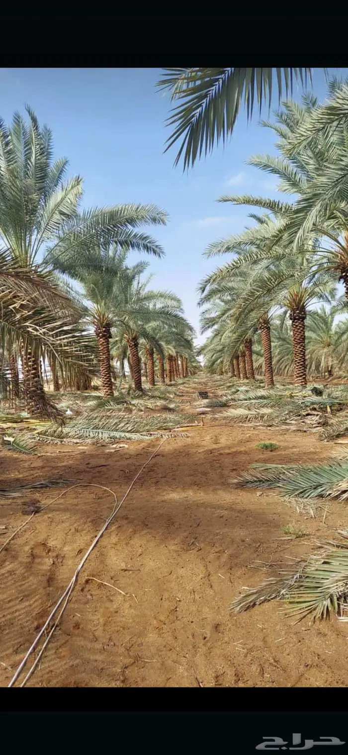 واشنطني توريد وزراعة 17