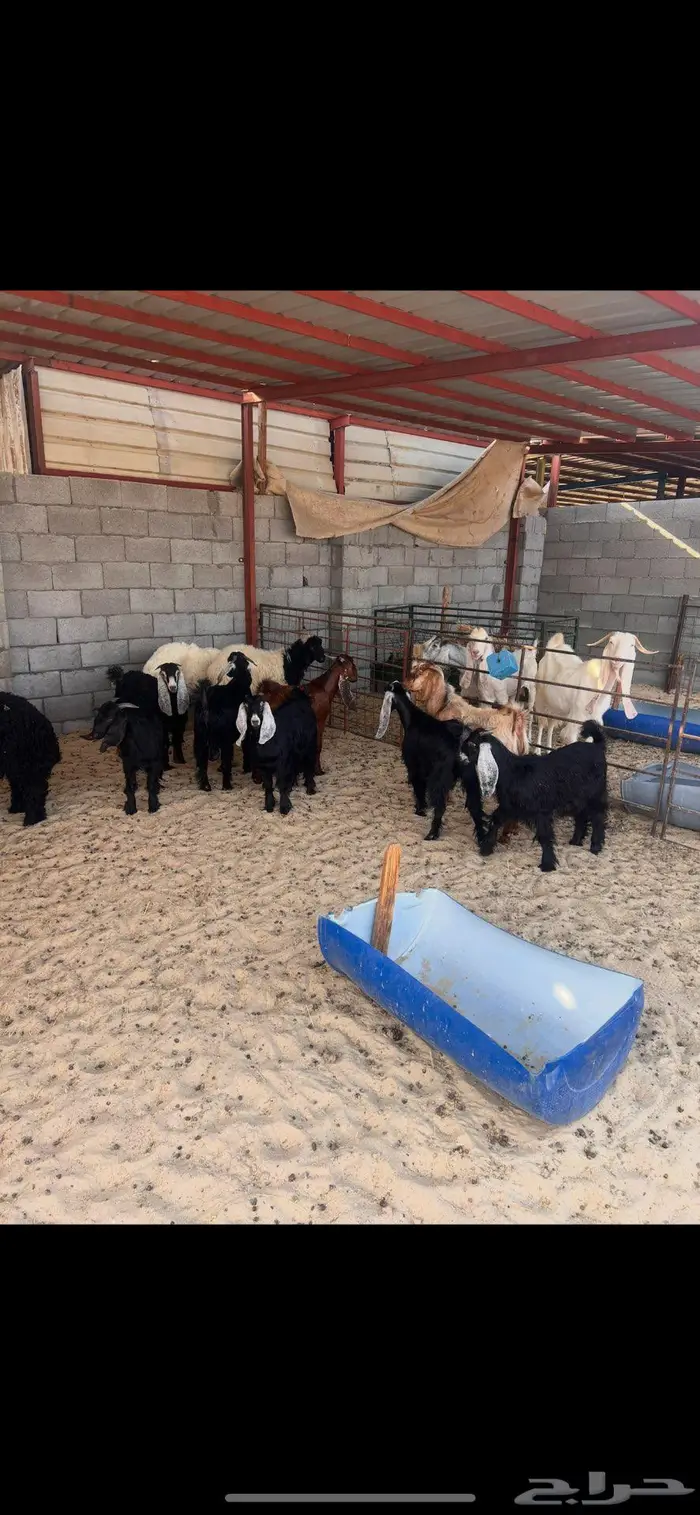 ذبايح عرب وتيوس وحري 0