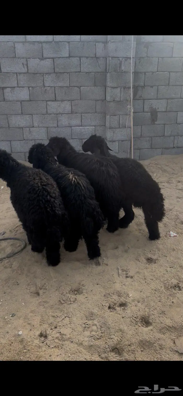 ذبايح عرب وتيوس وحري 5