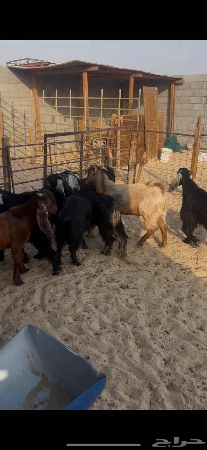ذبايح عرب وتيوس وحري 3