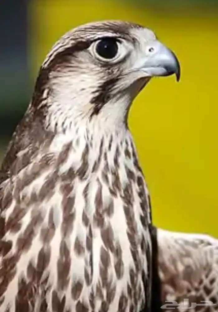 بيع قصائد تجمل 0