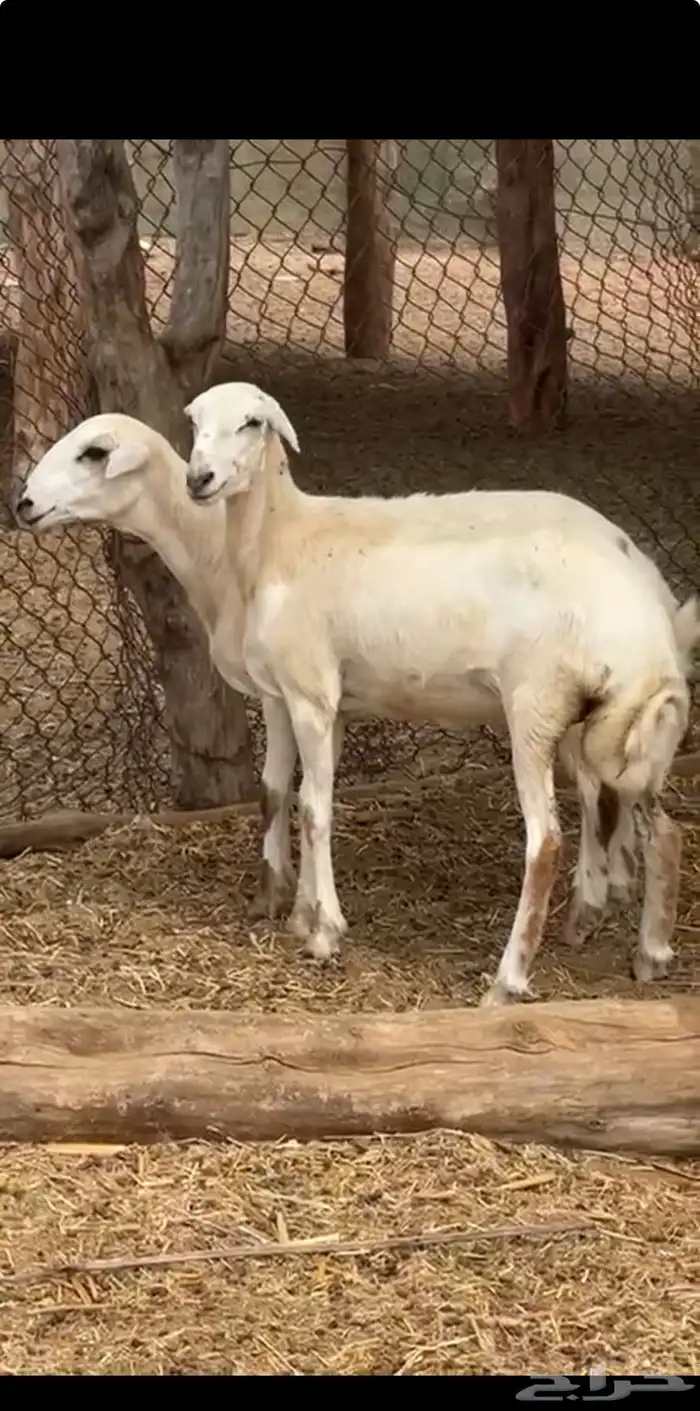 2رخيل فواخر تم البيع 7