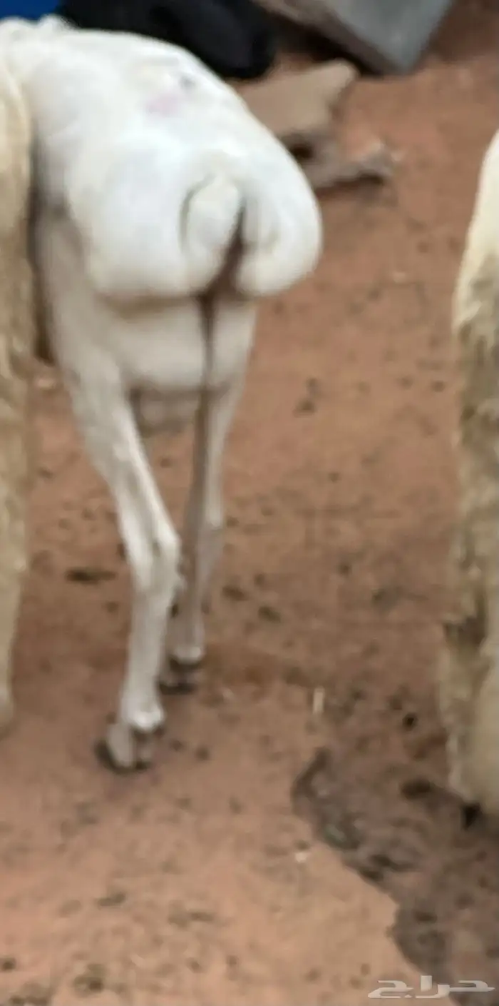طليان برابر مرابي طب وتخير 34
