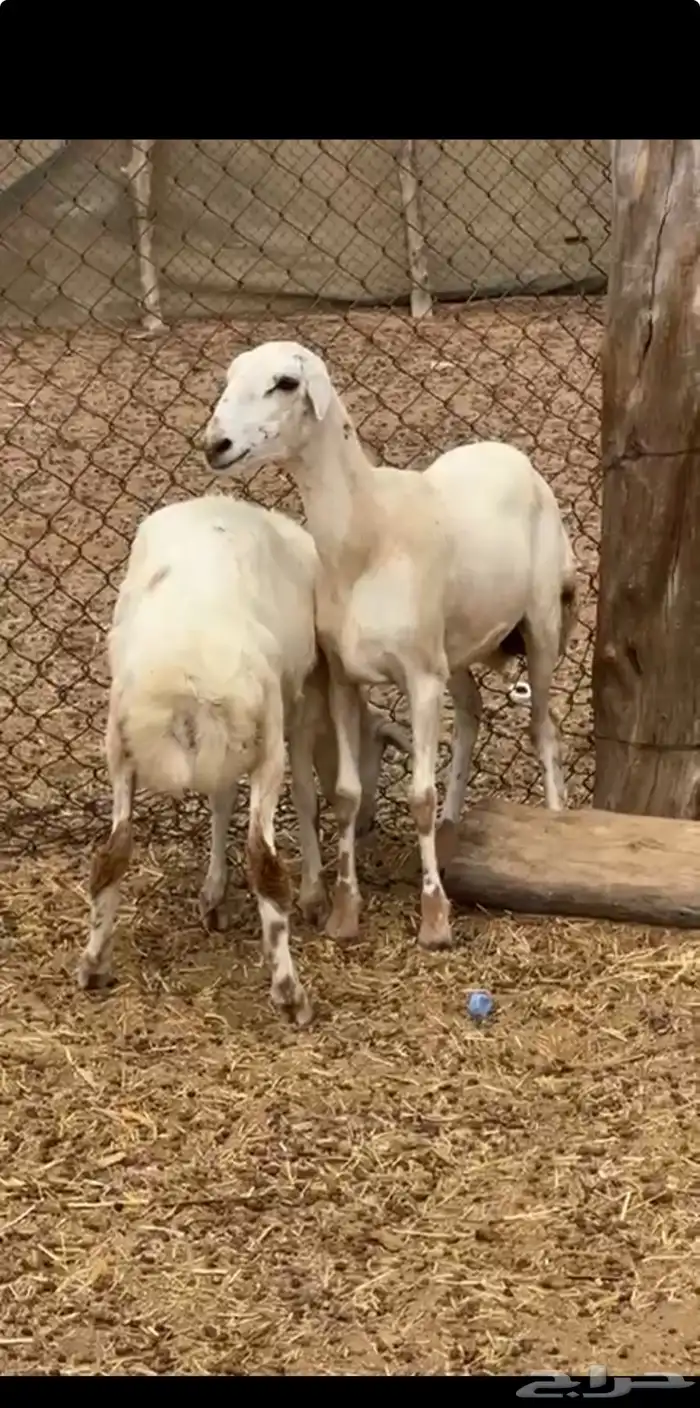 2رخيل فواخر تم البيع 6