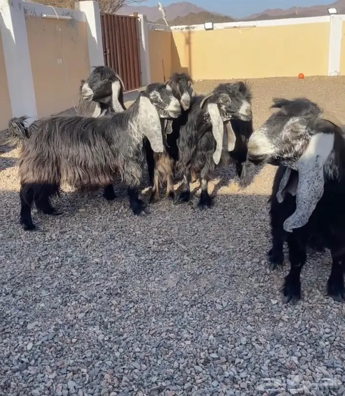 معزا عوارض اصل معرفه تعاريف قويه 0