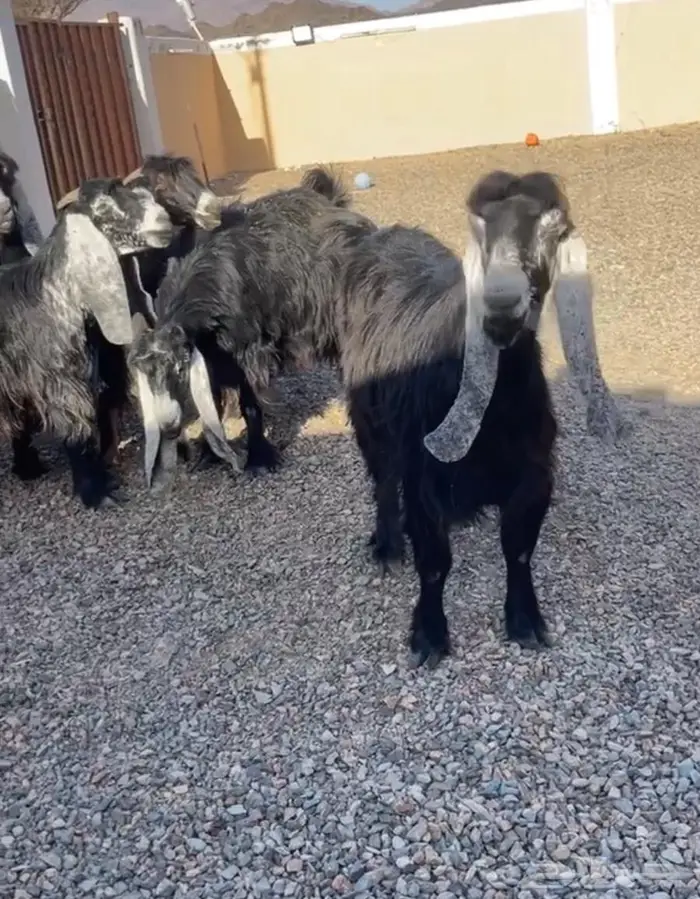 معزا عوارض اصل معرفه تعاريف قويه 1