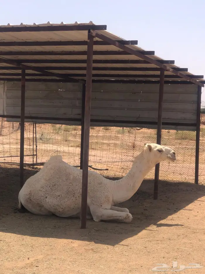بكرتين وضح مفاريد بنات لقحات 1
