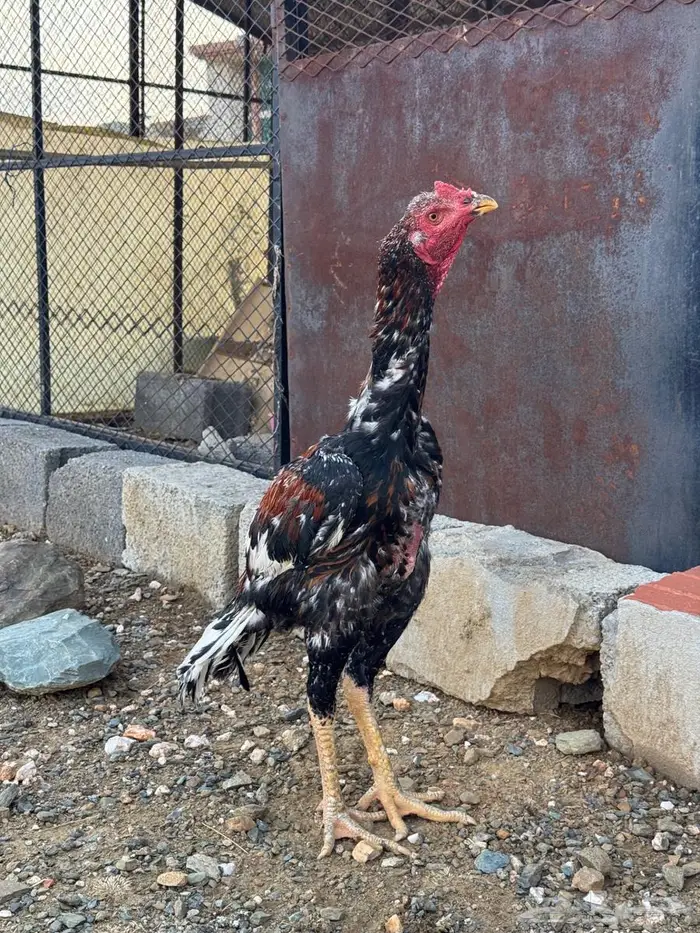 طقم دجاج سندي بيور 5