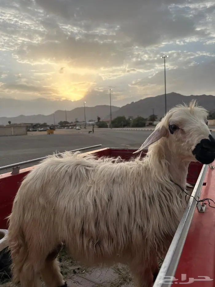 خروف للبيع 0