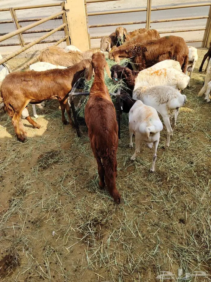 لحوم طازجه.. تربية على اصولها واسعار جمله الجمله 2