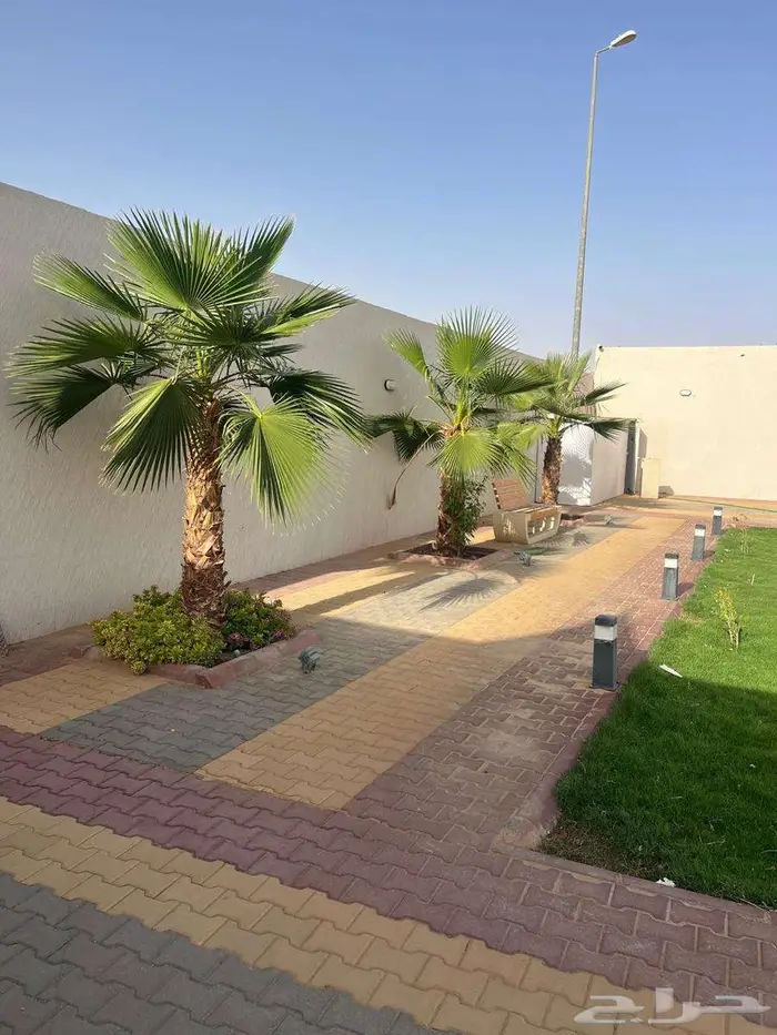 نخل واشنطني زينه اشجار نخل زينه وثيل جميع المقسات متوفره 3