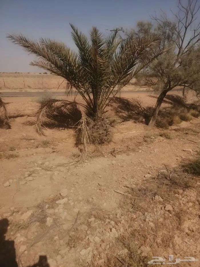 يوجد لدينا جميع انواع أنخيل 0