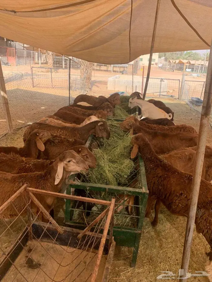 بربري وسواكن ونعيمي مربي بسعر الجمله 2