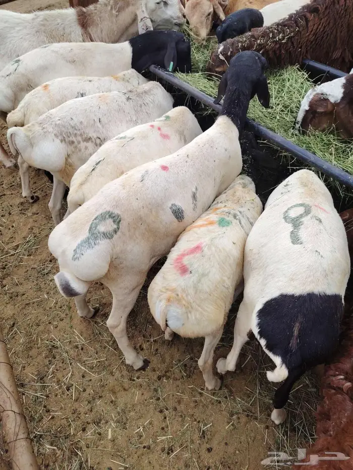 بربري وسواكن ونعيمي مربي بسعر الجمله 3