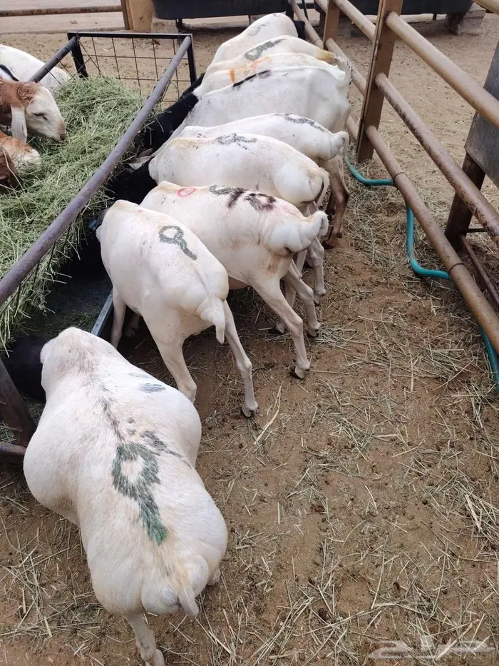 بربري وسواكن ونعيمي مربي بسعر الجمله 0