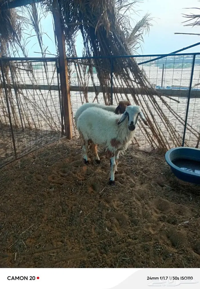 جذعه وسديس 3